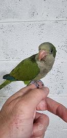 Pullo di parrocchetto monaco