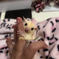 Petauri dello Zucchero