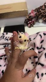 Petauri dello Zucchero