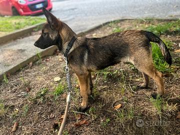 Cucciolo Malinois maschio