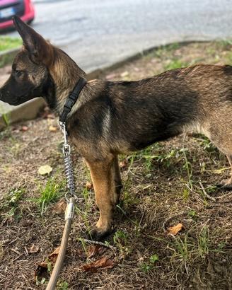 Cucciolo Malinois maschio