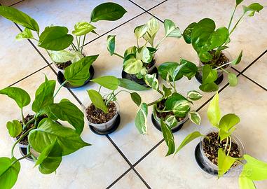 Set di 7 baby plants varietà di Epipremnum