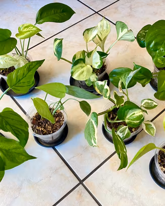 Set di 7 baby plants varietà di Epipremnum