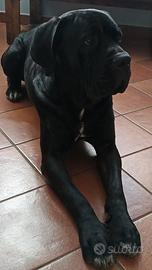 Cane corso disponibile per monta