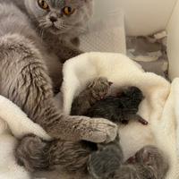 Cuccioli Scottish fold/straight lillac e blu