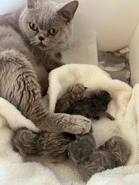 Cuccioli Scottish fold/straight lillac e blu