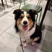 Max Border Collie in Adozione Consapevole