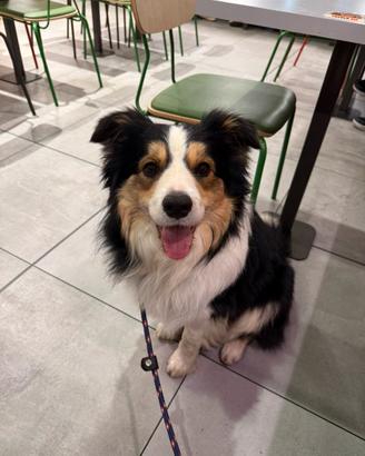 Max Border Collie in Adozione Consapevole