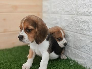 Beagle con pedigree