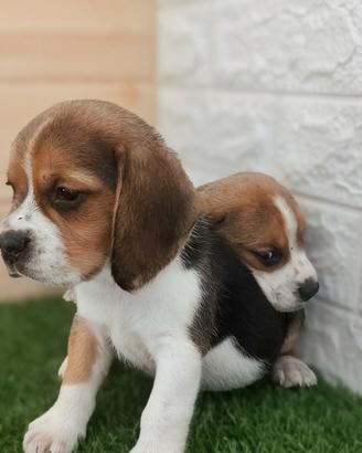 Beagle con pedigree