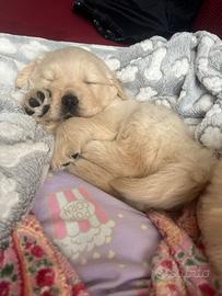 Cuccioli di Golden Retriever