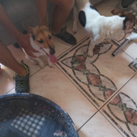 Cani jack russel
