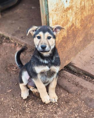 Tyson dal codino simpaticissimo in adozione