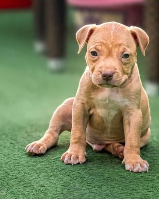 Dolcissimi cuccioli di Pitbull Ukc con Pedigree