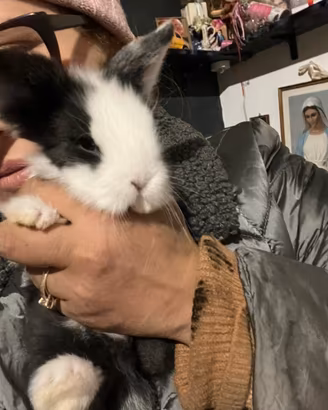 Coniglio Testa di Leone