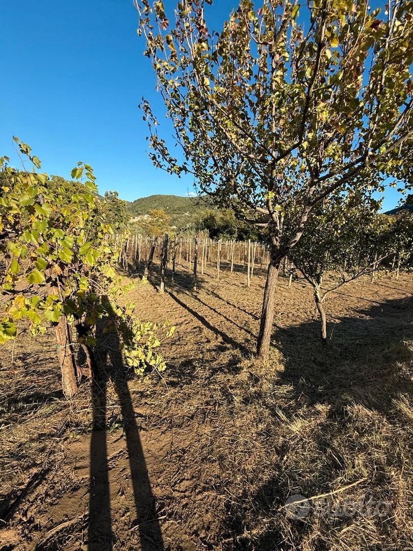 Terreno con deposito : ideale per azienda agricola - Vista 2