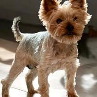 Yorkshire Terrier maschio con pedigree ENCI monta