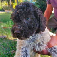 Cucciolo Lagotto romagnolo