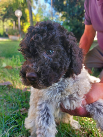 Cucciolo Lagotto romagnolo