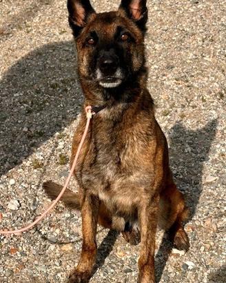 DUMBO una meraviglia di Malinois