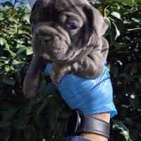 Cuccioli di bulldog francese