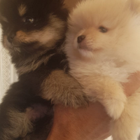 Cuccioli di spitz di pomerania