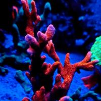 Acquario marino coralli