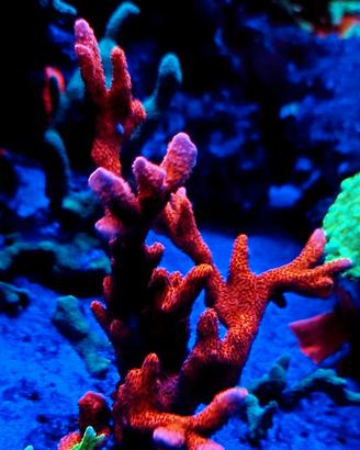 Acquario marino coralli