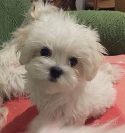 Maltese