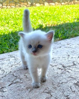 Gattina Ragdoll