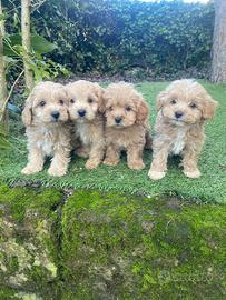 Maschietti di Maltipoo