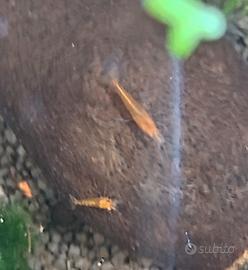 Neocaridine Orange Sakura
