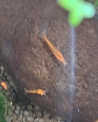 Neocaridine Orange Sakura