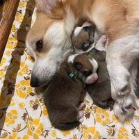 Cuccioli Welsh Corgi Pembroke