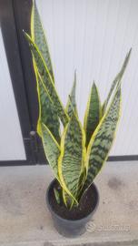 PIANTA SANSEVERIA