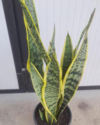 PIANTA SANSEVERIA