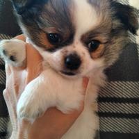 Piccola chihuahua femmina