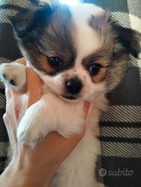 Piccola chihuahua femmina