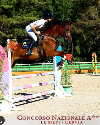 doppio pony castrone