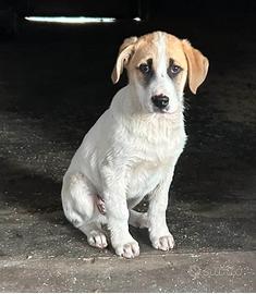 Adotta Pedro