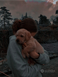 Lavoro come dog sitter