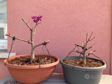 Bonsai Albero di Giuda