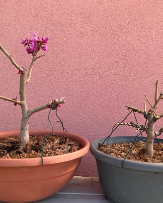 Bonsai Albero di Giuda