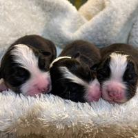 Cuccioli Australian Shepherd pastore australiano