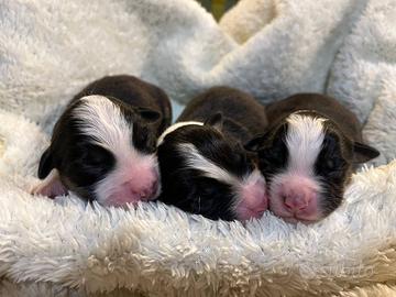 Cuccioli Australian Shepherd pastore australiano