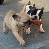 Cuccioli bulldog francese