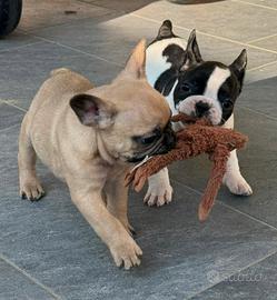 Cuccioli bulldog francese