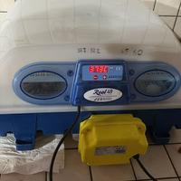 Incubatrice borotto real 49