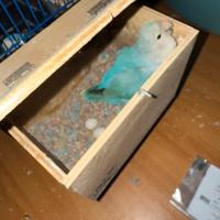 Coppia inseparabili con uova