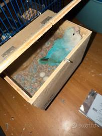 Coppia inseparabili con uova